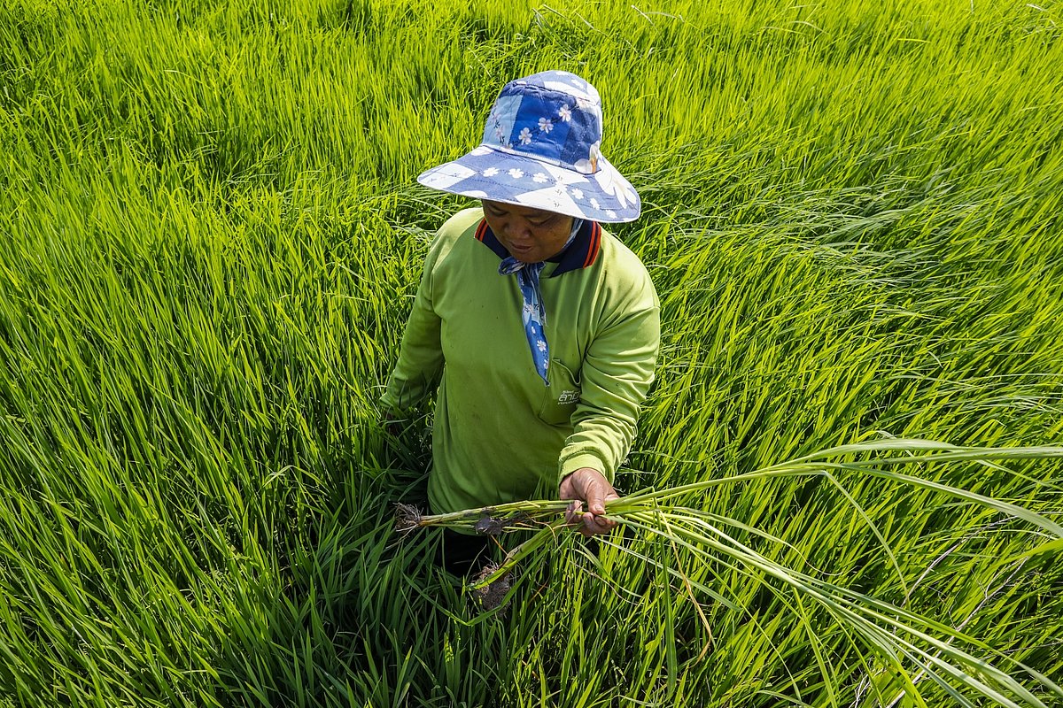 Photo: GIZ: Conversion to sustainable rice cultivation 5