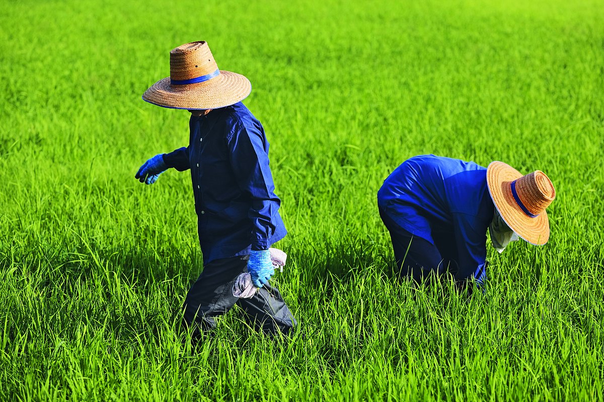 Photo: GIZ: Conversion to sustainable rice cultivation 3