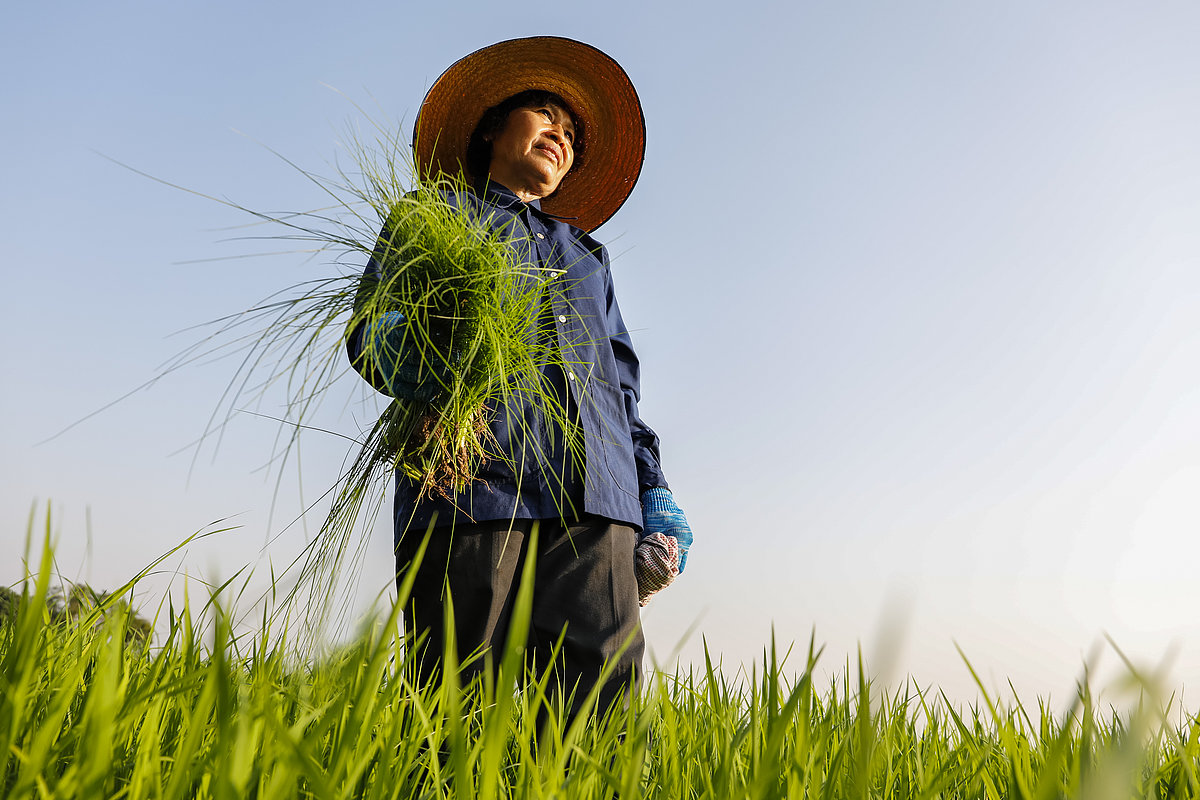 Photo: GIZ: Conversion to sustainable rice cultivation 2