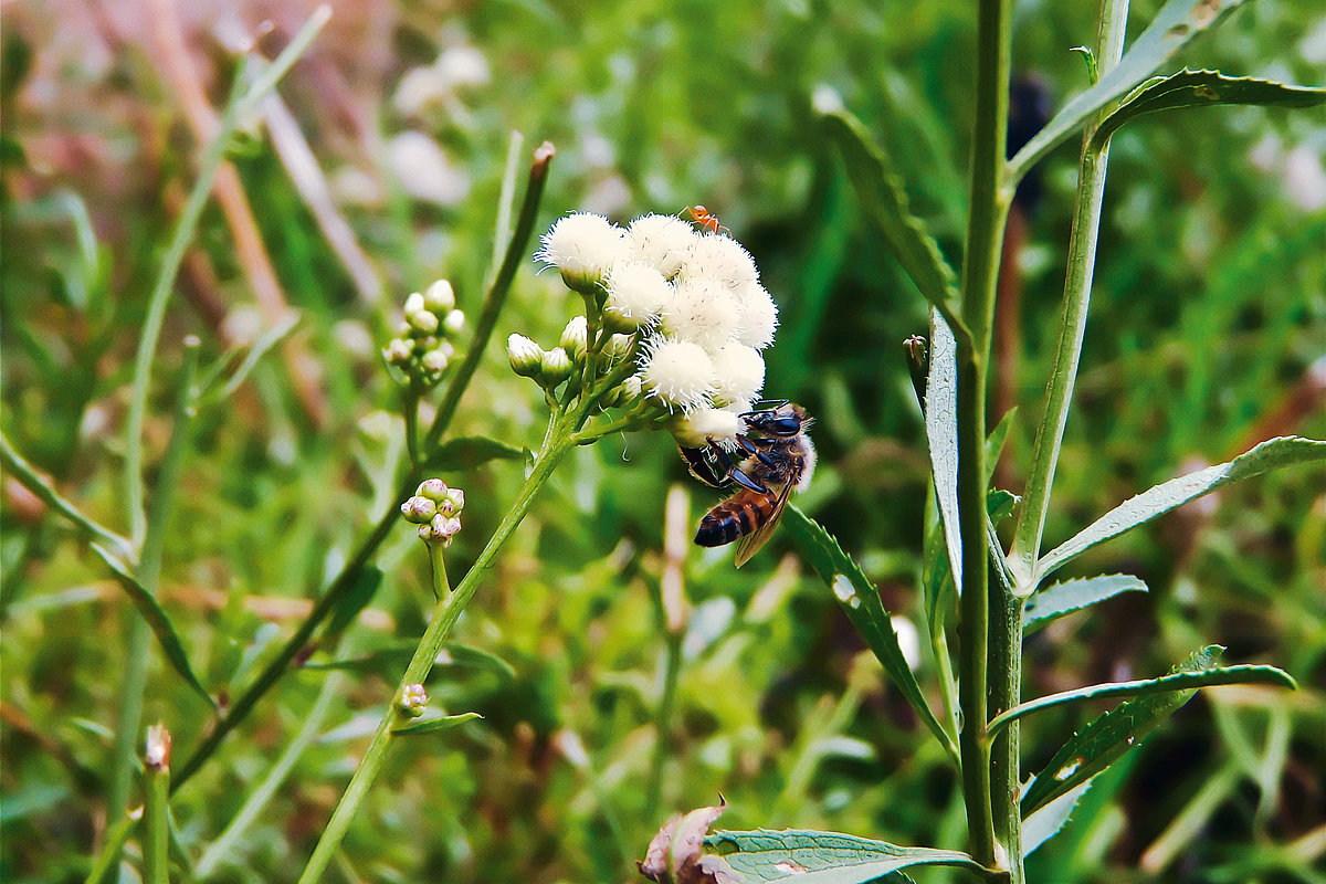Photo: GIZ: Promoting biodiversity