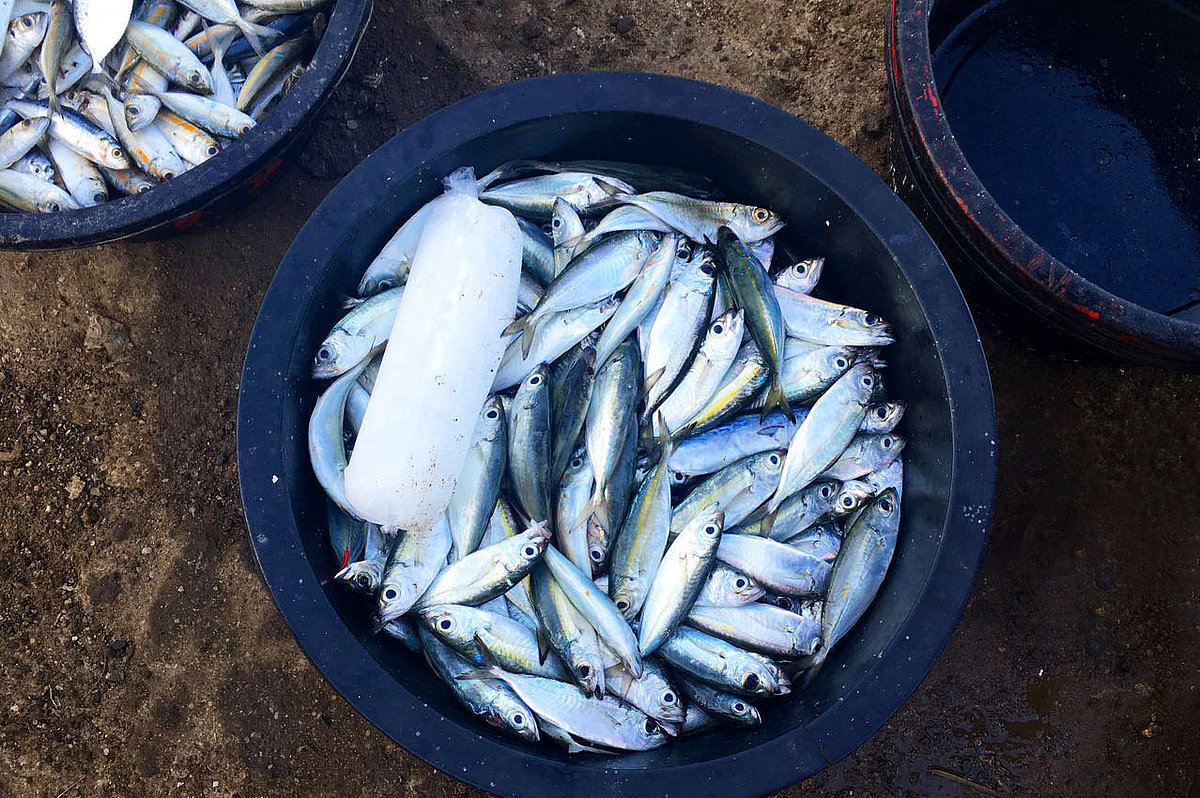 Photo: Several round containers filled with fish