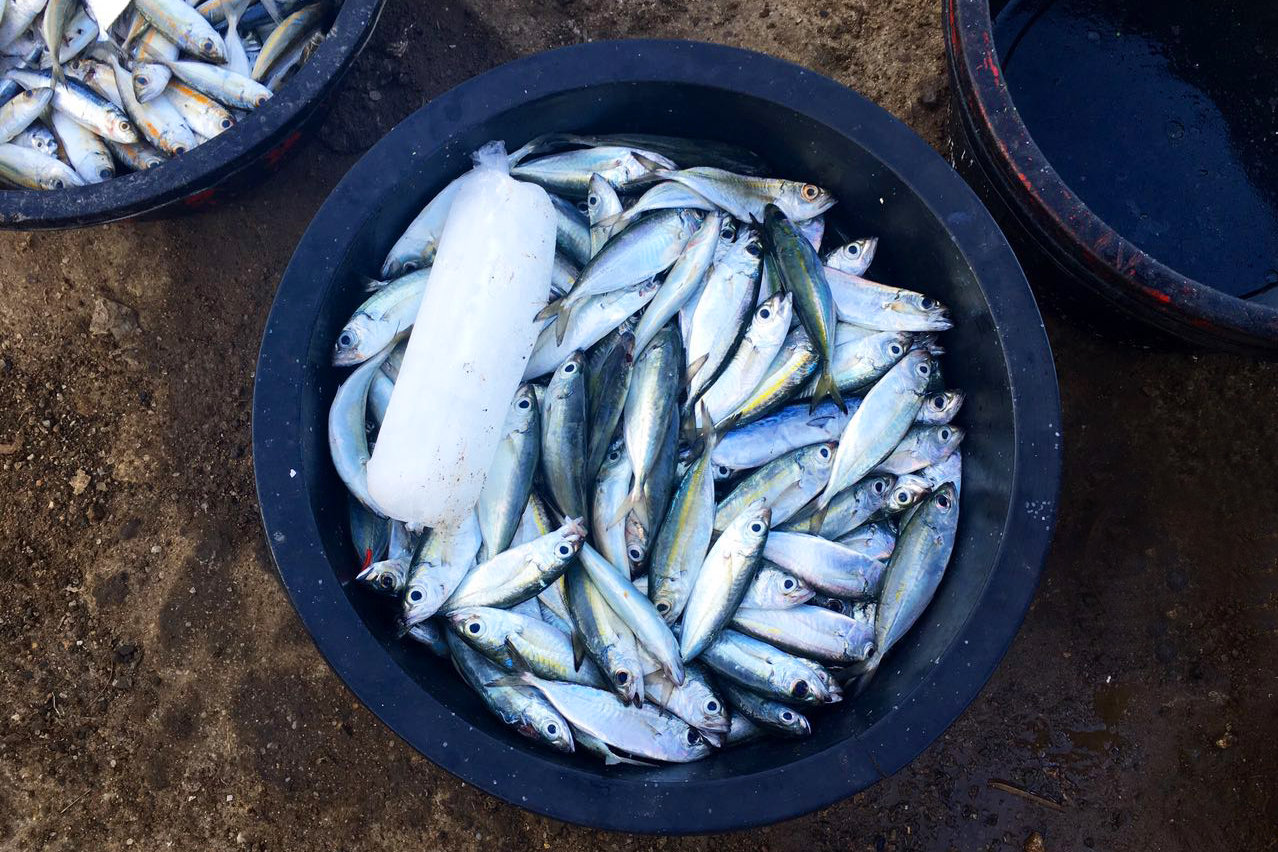Photo: Several round containers filled with fish