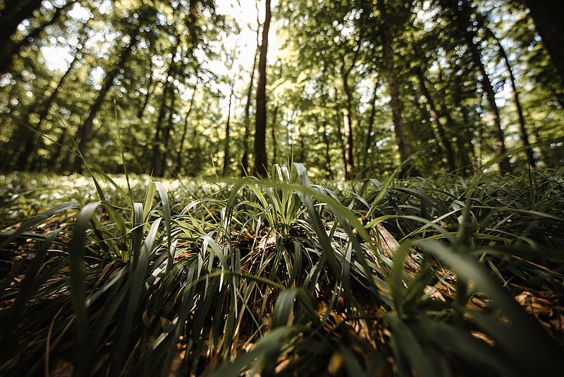 Photo: Close-up of grass stems in a forest