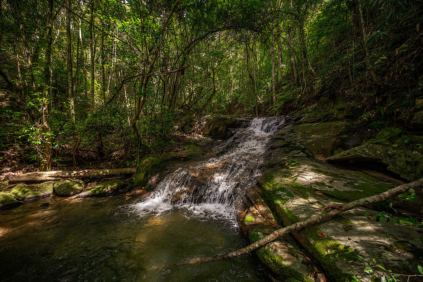 Photo: Water running down a small slope in a wood.	