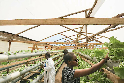 Photo: Two women in a greenhouse looking after plants growing out of holes in tubes.