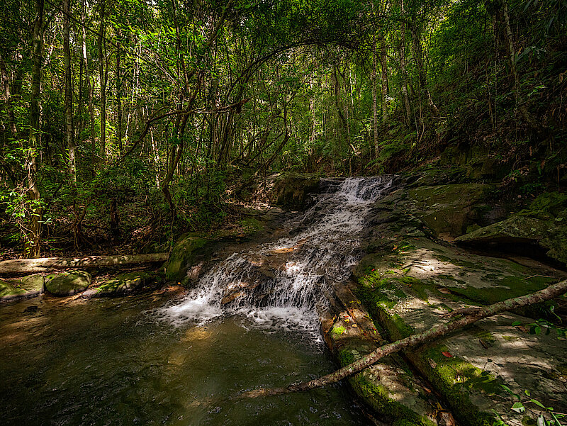 Photo: Water running down a small slope in a wood.