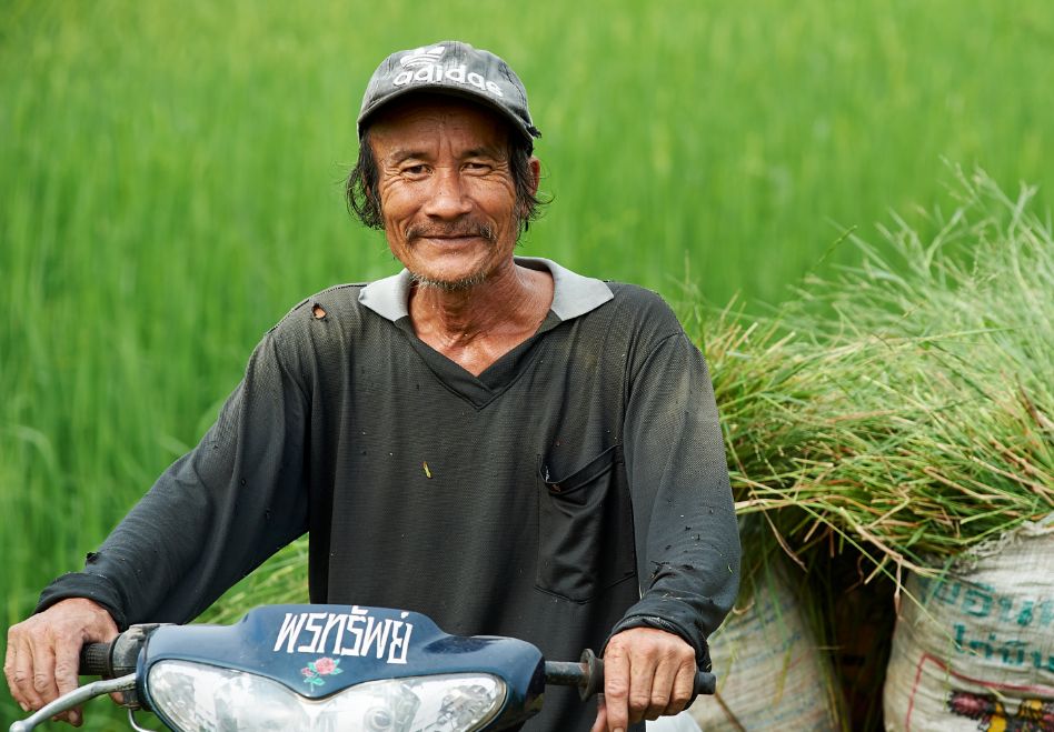 Photo: A farmer on a moped, transporting sacks containing freshly harvested rice plants on a trailer.