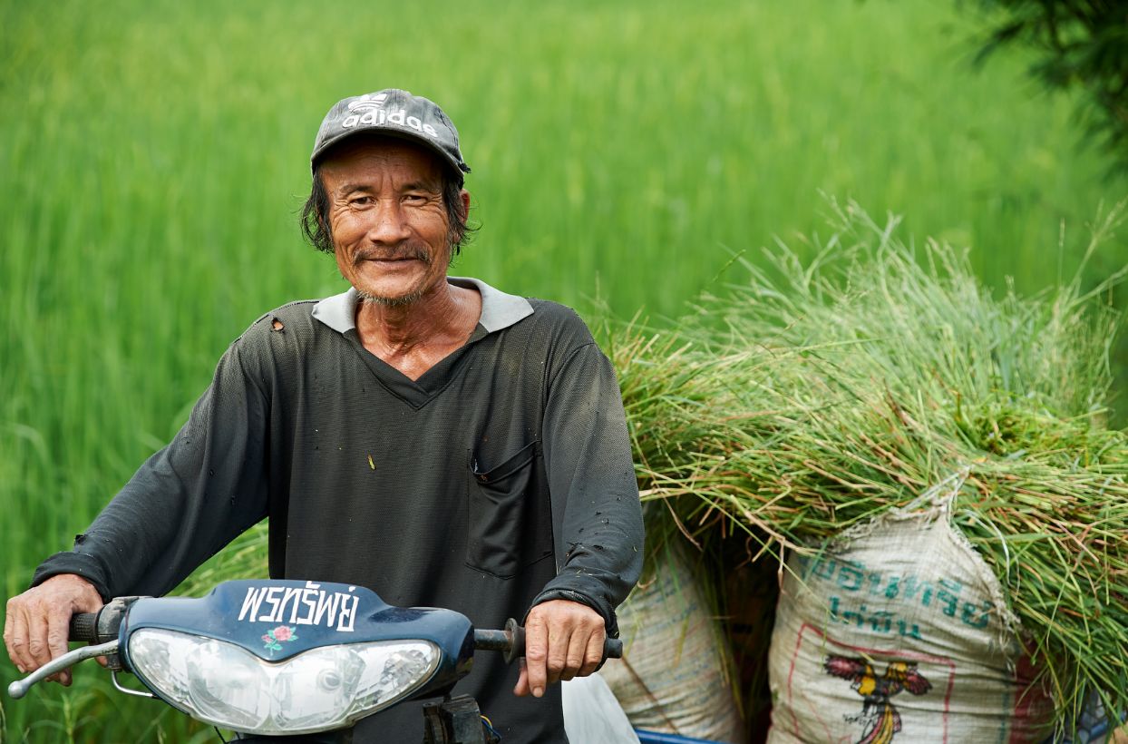 Photo: A farmer on a moped, transporting sacks containing freshly harvested rice plants on a trailer.