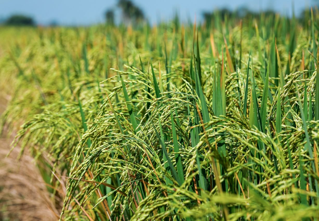 Photo: Paddy field