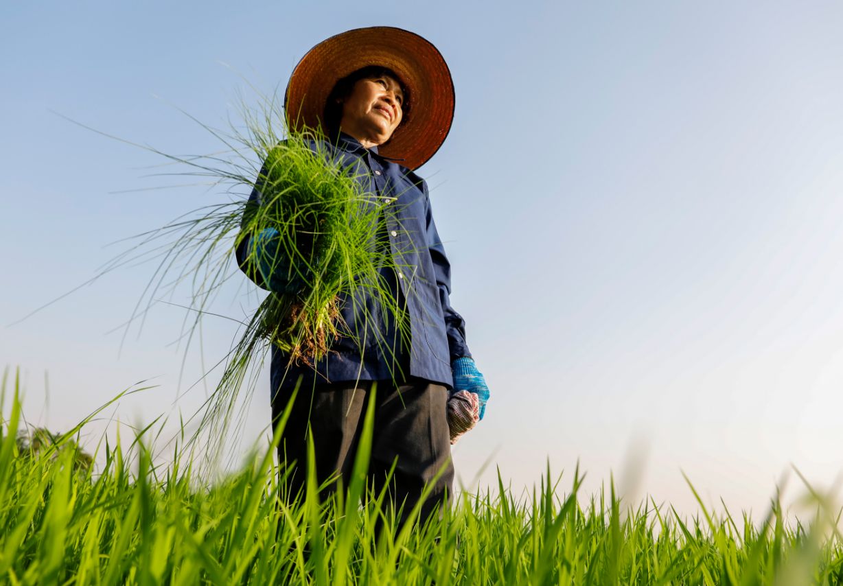 Photo: A farmer harvesting rice plants.