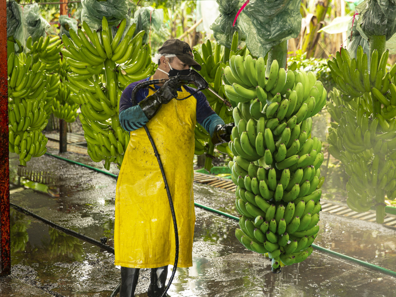 A worker in protective clothing spraying green banana plants in a wet plantation hall.